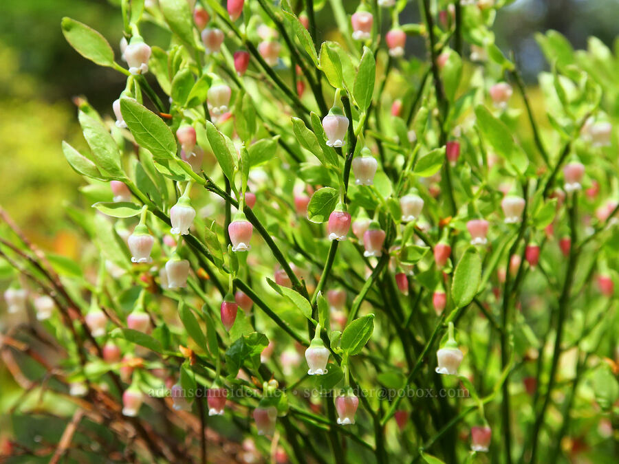 grouse whortleberry flowers (Vaccinium scoparium) [Sawtooth Ridge Trailhead, Umatilla National Forest, Columbia County, Washington]