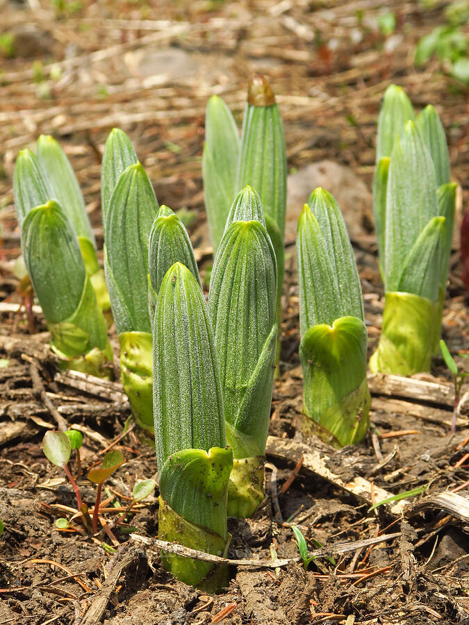 corn lily shoots (Veratrum californicum var. californicum) [Kendall Skyline Road, Umatilla National Forest, Columbia County, Washington]
