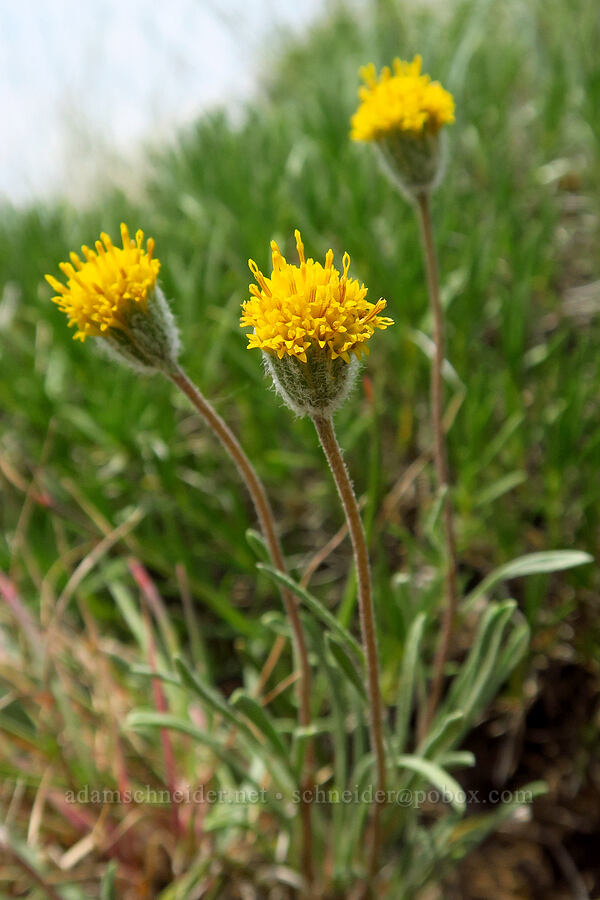 scabland fleabane (Erigeron bloomeri var. bloomeri) [Kendall Skyline Road, Umatilla National Forest, Columbia County, Washington]