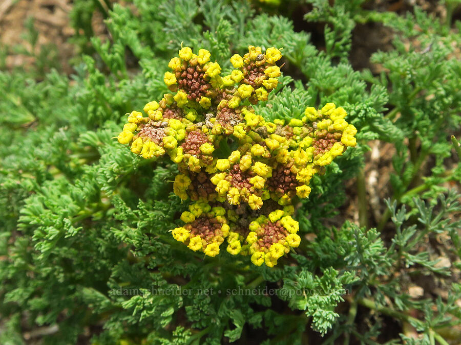pungent desert parsley (Lomatium papilioniferum (Lomatium grayi)) [Kendall Skyline Road, Umatilla National Forest, Columbia County, Washington]