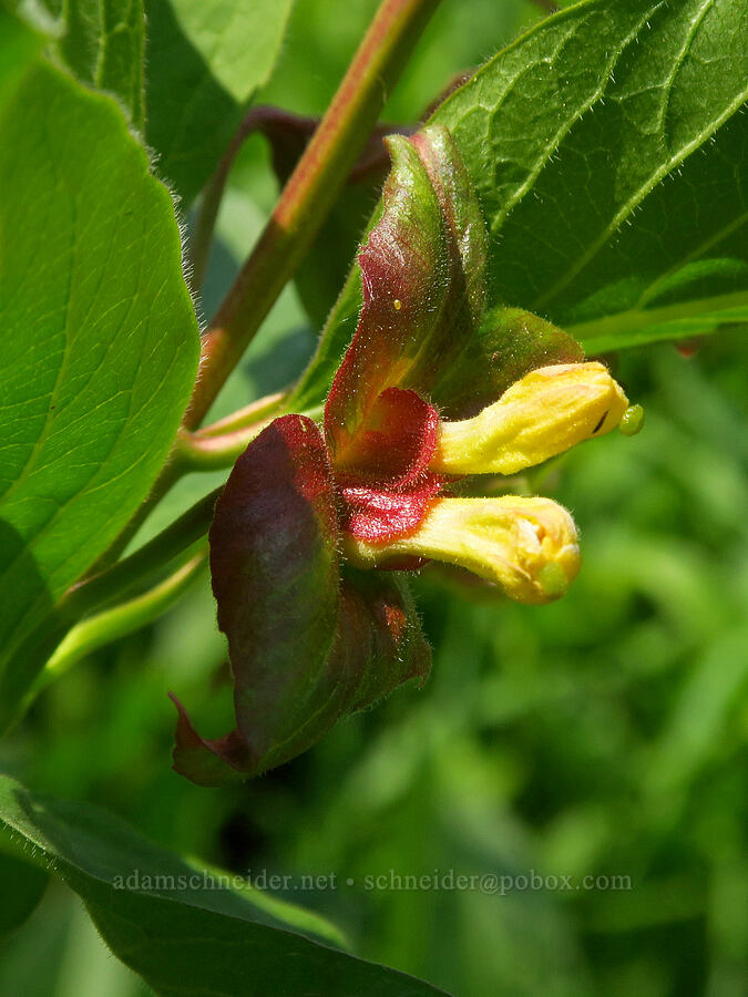 twin-flower honeysuckle (Lonicera involucrata) [Kendall Skyline Road, Umatilla National Forest, Columbia County, Washington]