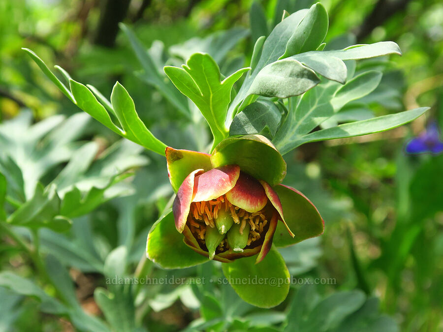 Brown's peony flower (Paeonia brownii) [Kendall Skyline Road, Umatilla National Forest, Columbia County, Washington]