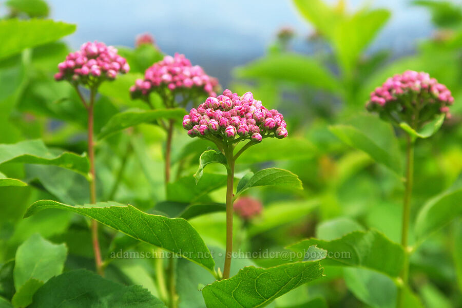 subalpine spirea, budding (Spiraea splendens (Spiraea densiflora)) [Kendall Skyline Road, Umatilla National Forest, Columbia County, Washington]