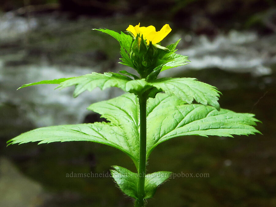 large-leaf avens (Geum macrophyllum) [Middle Point Ridge Trail, Umatilla National Forest, Columbia County, Washington]