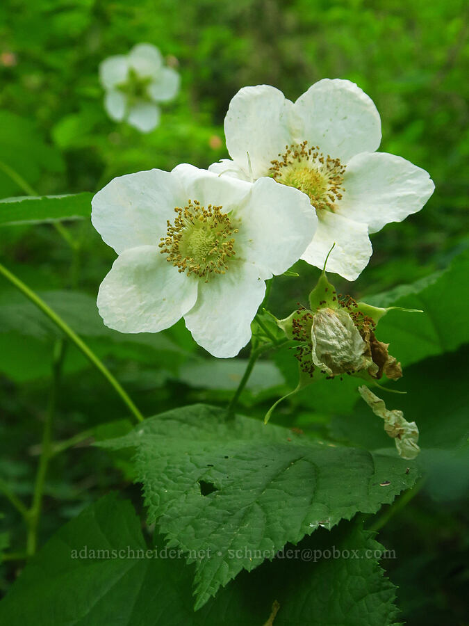 thimbleberry flowers (Rubus parviflorus (Rubus nutkanus)) [Middle Point Ridge Trail, Umatilla National Forest, Columbia County, Washington]
