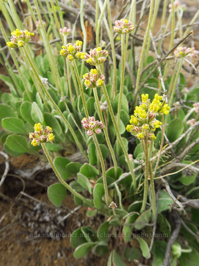 cushion buckwheat, budding (Eriogonum ovalifolium) [Oregon Badlands Wilderness, Deschutes County, Oregon]