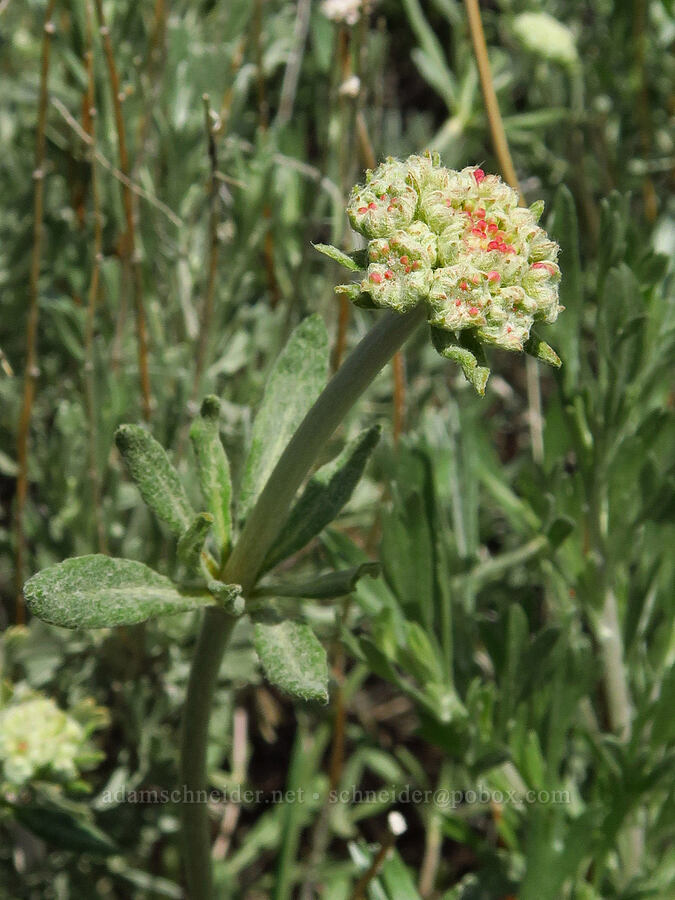 parsnip-flower buckwheat, budding (Eriogonum heracleoides) [Forest Road 2017, Deschutes County, Oregon]