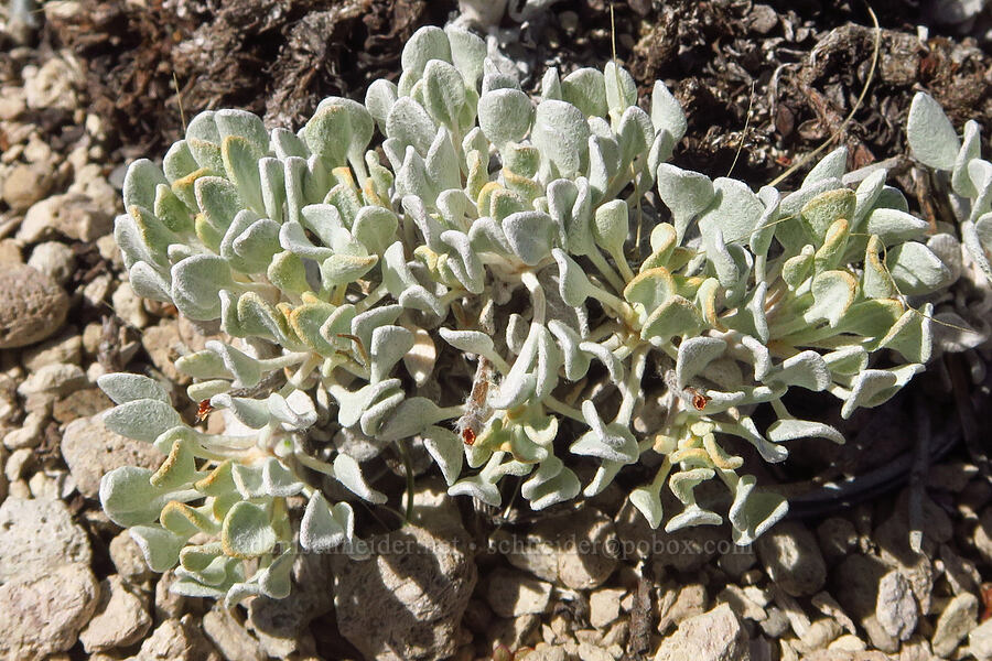 cushion buckwheat leaves (Eriogonum ovalifolium) [Pumice Flat, Deschutes County, Oregon]