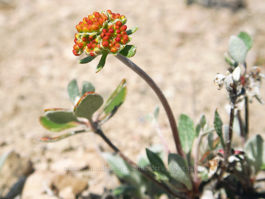 Modoc sulphur-flower buckwheat (Eriogonum umbellatum var. modocense) [Pumice Flat, Deschutes County, Oregon]