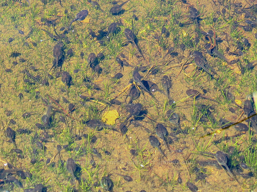 chorus frog tadpoles (Pseudacris sp.) [Pumice Springs, Deschutes County, Oregon]