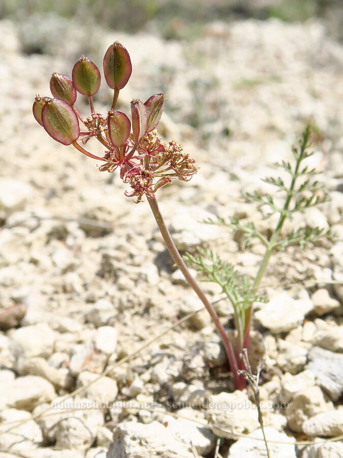 Canby's desert parsley, going to seed (Lomatium canbyi (Cogswellia canbyi)) [Pumice Springs, Deschutes County, Oregon]