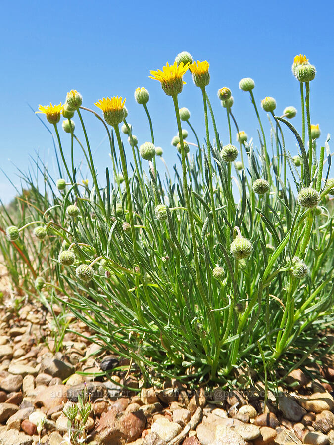 desert yellow daisies (Erigeron linearis) [Moffitt Road, Deschutes County, Oregon]