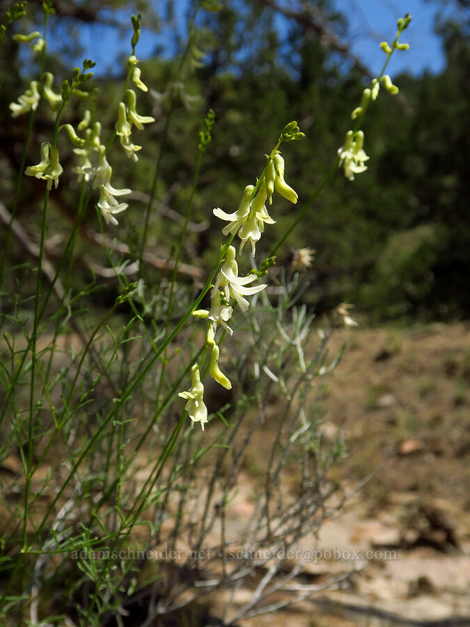 thread-stalk milk-vetch (Astragalus filipes) [Sage Hollow, Deschutes County, Oregon]