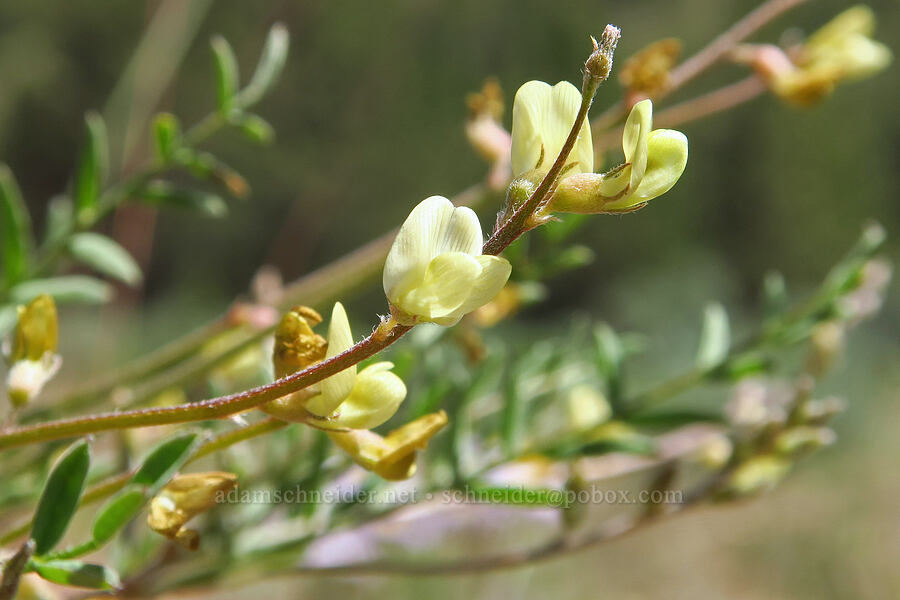 scabland milk-vetch (Astragalus misellus var. misellus) [Sage Hollow, Deschutes County, Oregon]