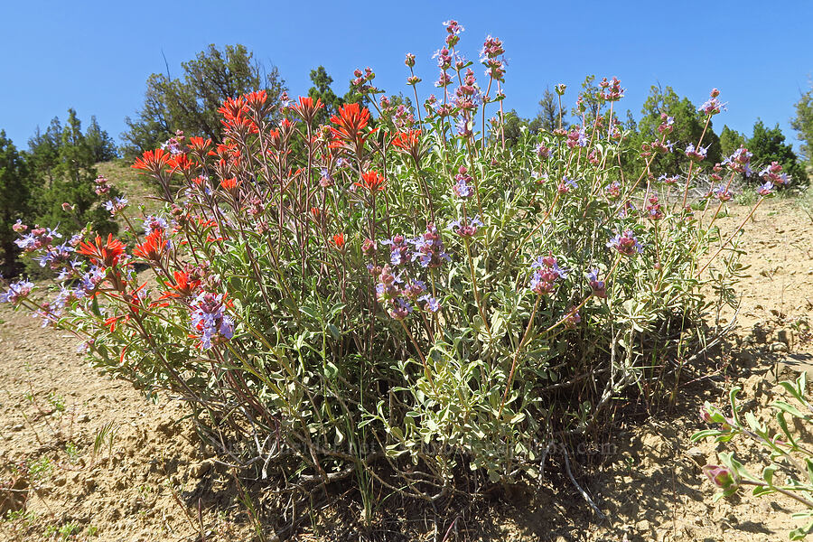 desert paintbrush & purple sage (Castilleja chromosa, Salvia dorrii) [Sage Hollow, Crook County, Oregon]