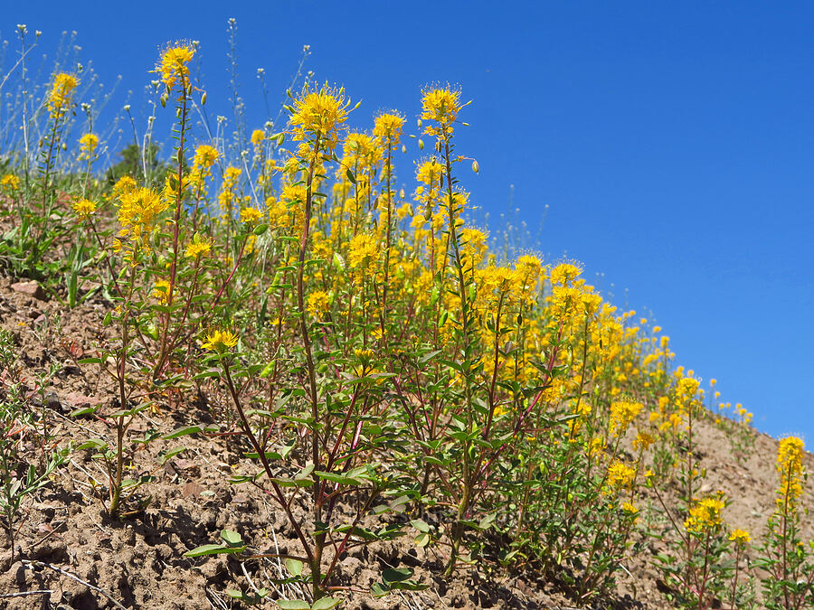 golden bee plant (Peritoma platycarpa (Cleome platycarpa) (Cleomella platycarpa)) [Crooked River Highway, Crook County, Oregon]