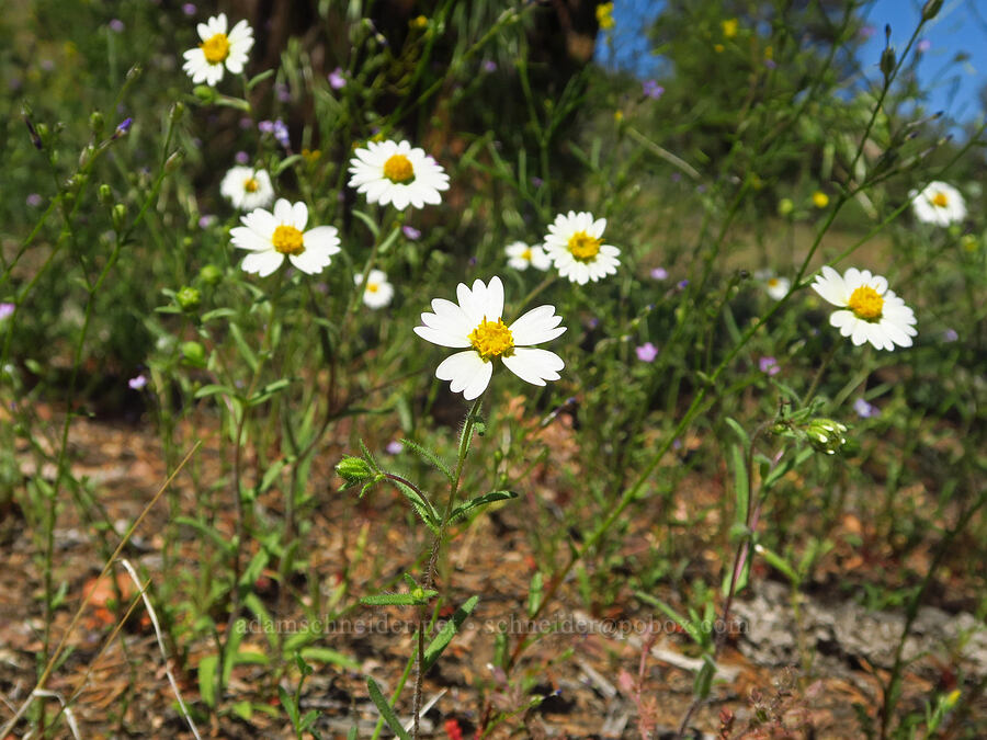 white tidy-tips (Layia glandulosa) [Crooked River Highway, Crook County, Oregon]