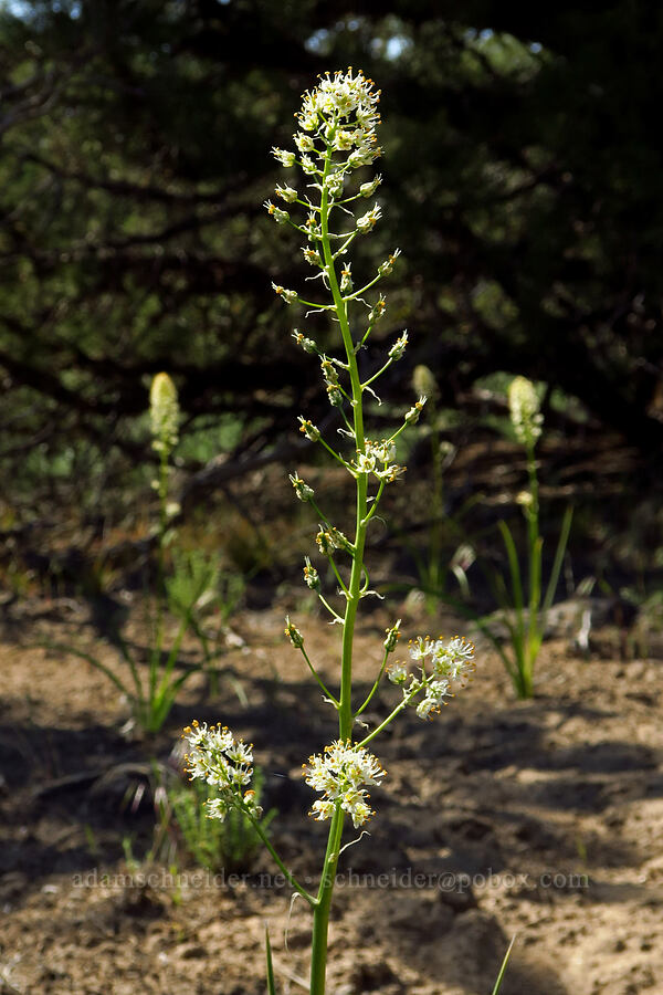 panicled death-camas (Toxicoscordion paniculatum (Zigadenus paniculatus)) [Dry River Canyon, Deschutes County, Oregon]