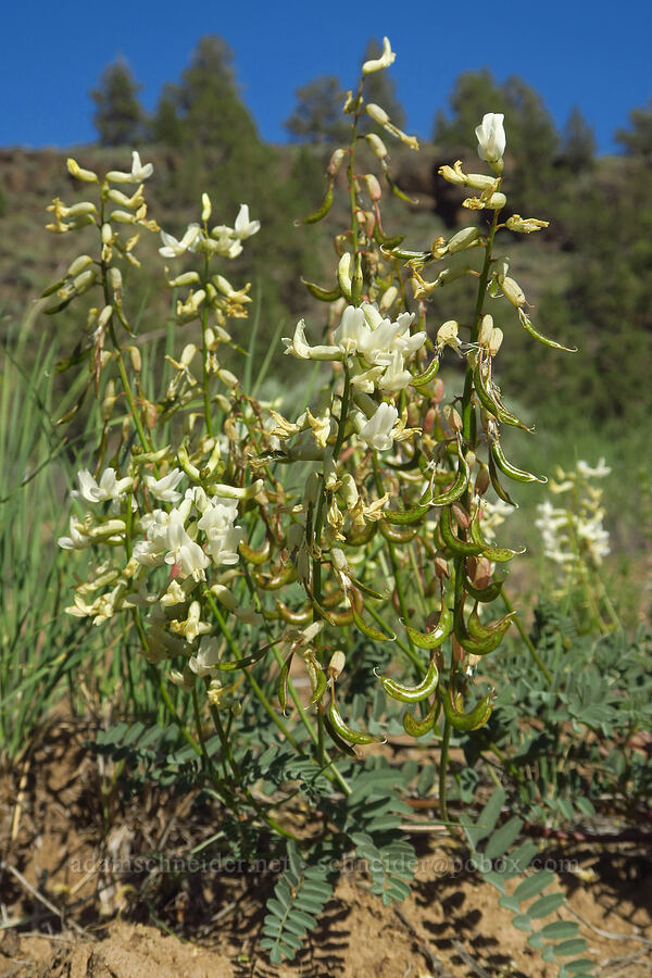 curve-pod milk-vetch (Astragalus curvicarpus) [Dry River Canyon, Deschutes County, Oregon]