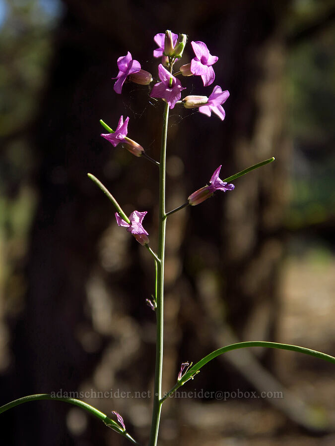 sickle-pod rock-cress (Boechera sparsiflora (Arabis sparsiflora)) [Dry River Canyon, Deschutes County, Oregon]
