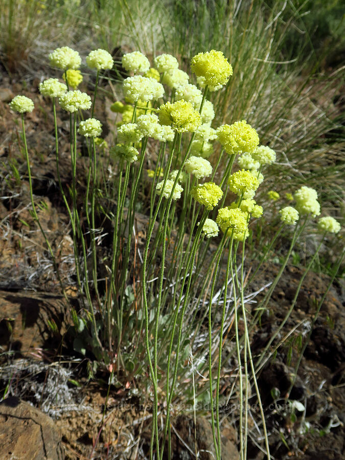 cushion buckwheat (Eriogonum ovalifolium) [Dry River Canyon, Deschutes County, Oregon]