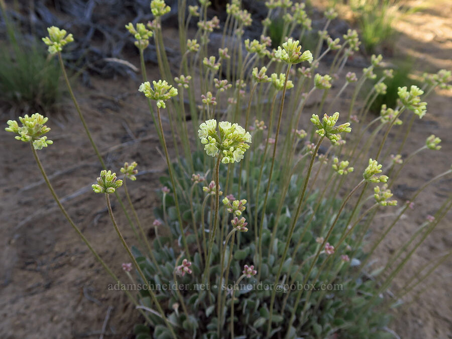 cushion buckwheat (Eriogonum ovalifolium) [Horse Ridge, Deschutes County, Oregon]