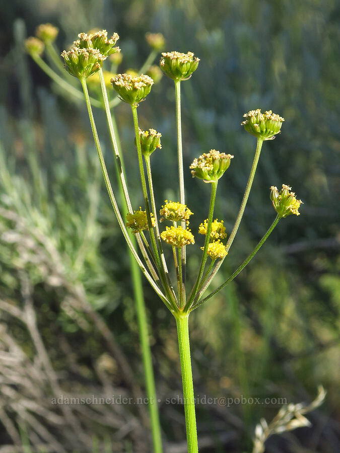 nine-leaf desert parsley (Lomatium triternatum var. triternatum) [Horse Ridge, Deschutes County, Oregon]