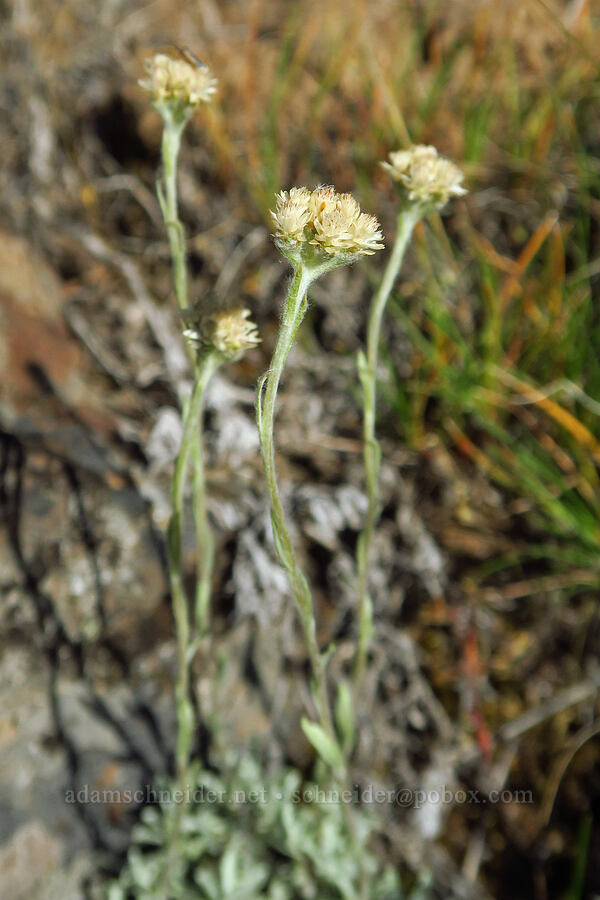 little-leaf pussy-toes (Antennaria microphylla) [Horse Ridge, Deschutes County, Oregon]