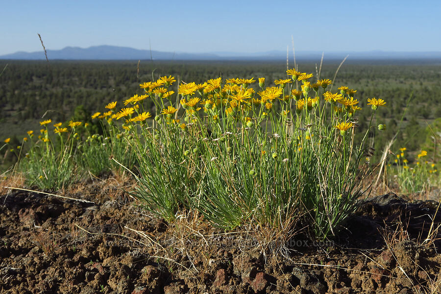 desert yellow daisies (Erigeron linearis) [Horse Ridge, Deschutes County, Oregon]