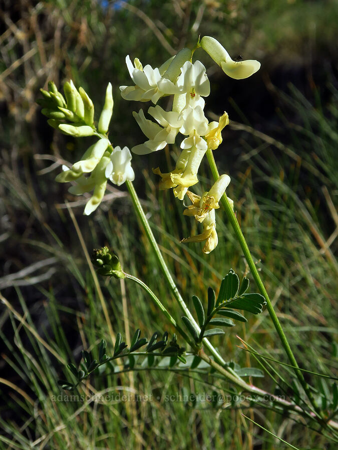 thread-stalk milk-vetch (Astragalus filipes) [Horse Ridge, Deschutes County, Oregon]
