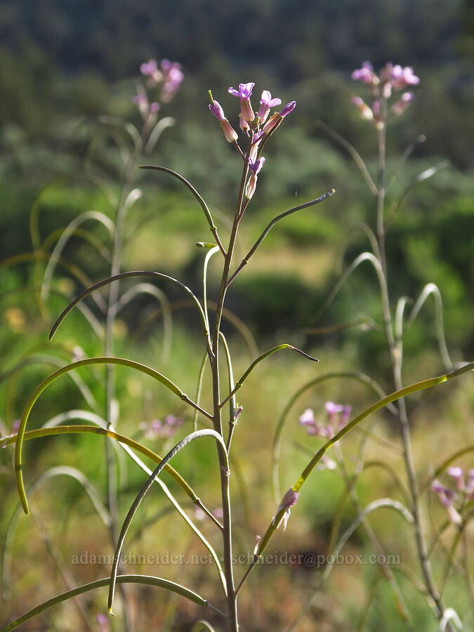 sickle-pod rock-cress (Boechera sparsiflora (Arabis sparsiflora)) [Horse Ridge, Deschutes County, Oregon]