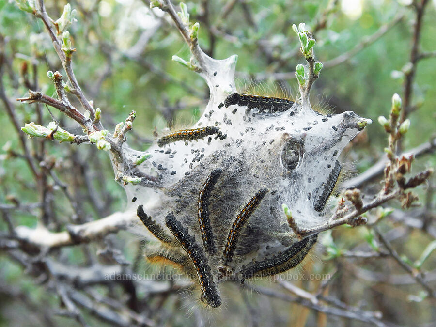 western tent caterpillars (Malacosoma californicum) [Indian Ford Creek, Deschutes County, Oregon]