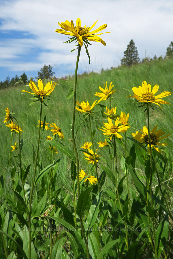 Douglas' sunflowers (Helianthella uniflora) [Morning Song Trail, Fields Spring State Park, Asotin County, Washington]