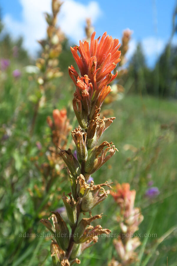 acute paintbrush (Castilleja hispida var. acuta) [Morning Song Trail, Fields Spring State Park, Asotin County, Washington]