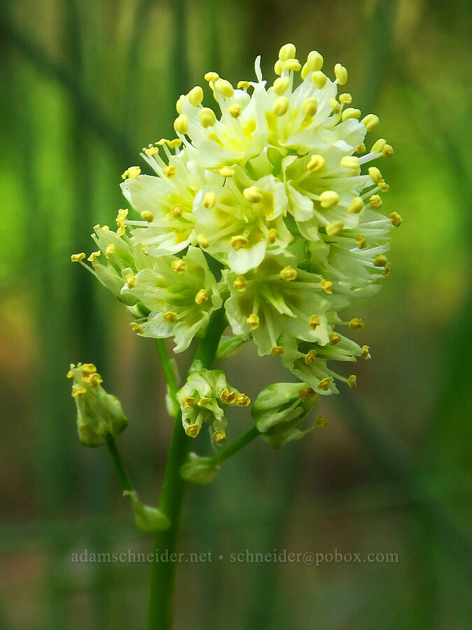 death-camas (Toxicoscordion venenosum (Zigadenus venenosus)) [Morning Song Trail, Fields Spring State Park, Asotin County, Washington]
