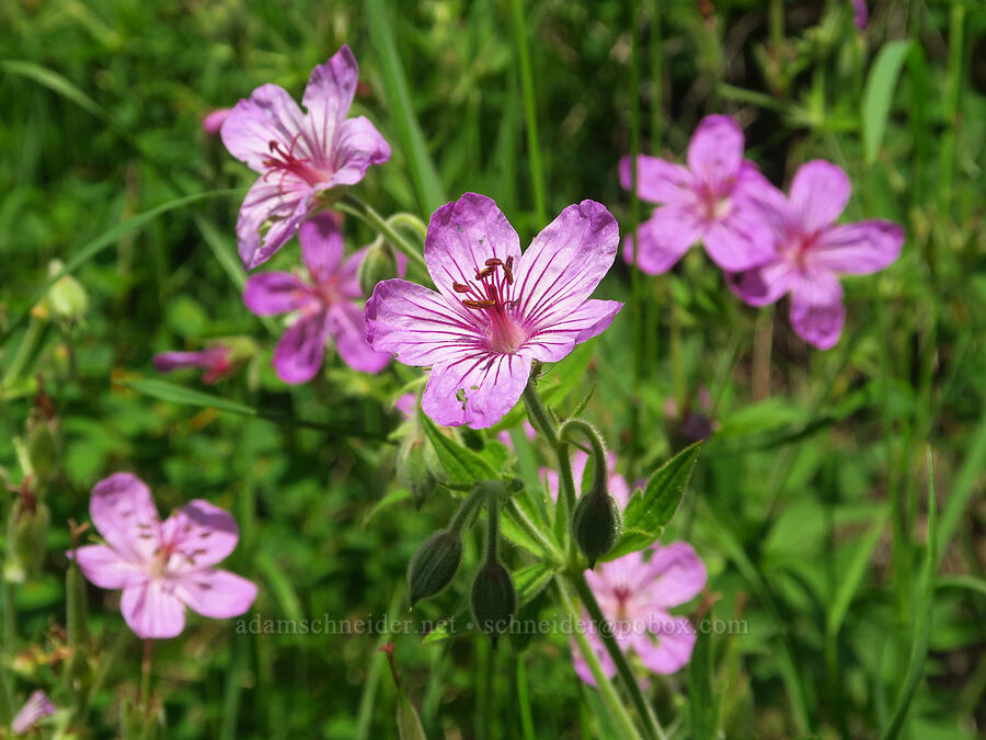 sticky geranium (Geranium viscosissimum) [Morning Song Trail, Fields Spring State Park, Asotin County, Washington]