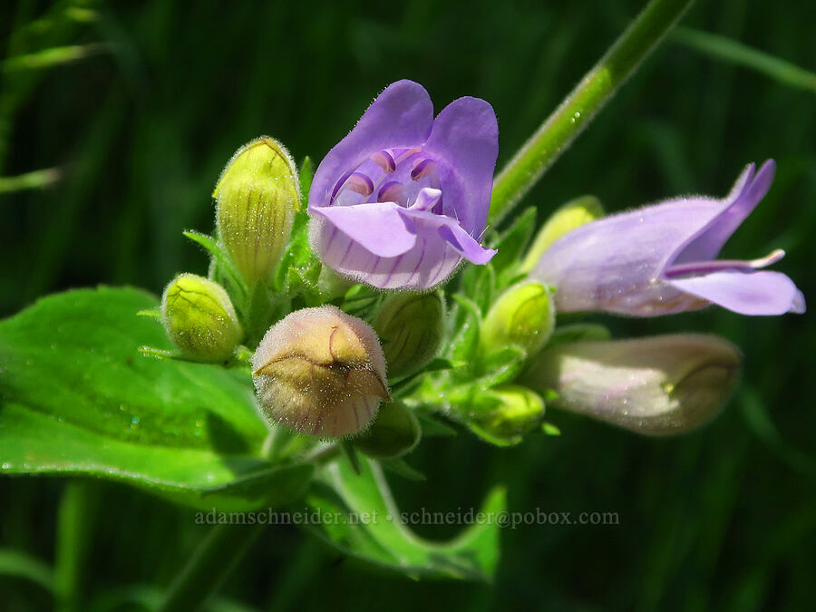 sticky-stem penstemon (Penstemon glandulosus var. glandulosus) [Morning Song Trail, Fields Spring State Park, Asotin County, Washington]