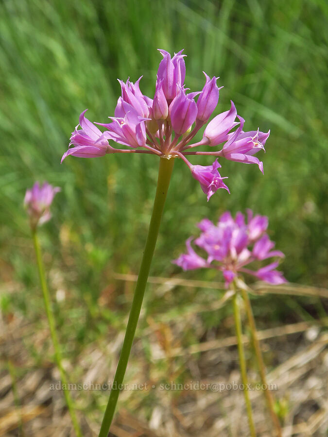 taper-tip onion (Allium acuminatum) [Morning Song Trail, Fields Spring State Park, Asotin County, Washington]