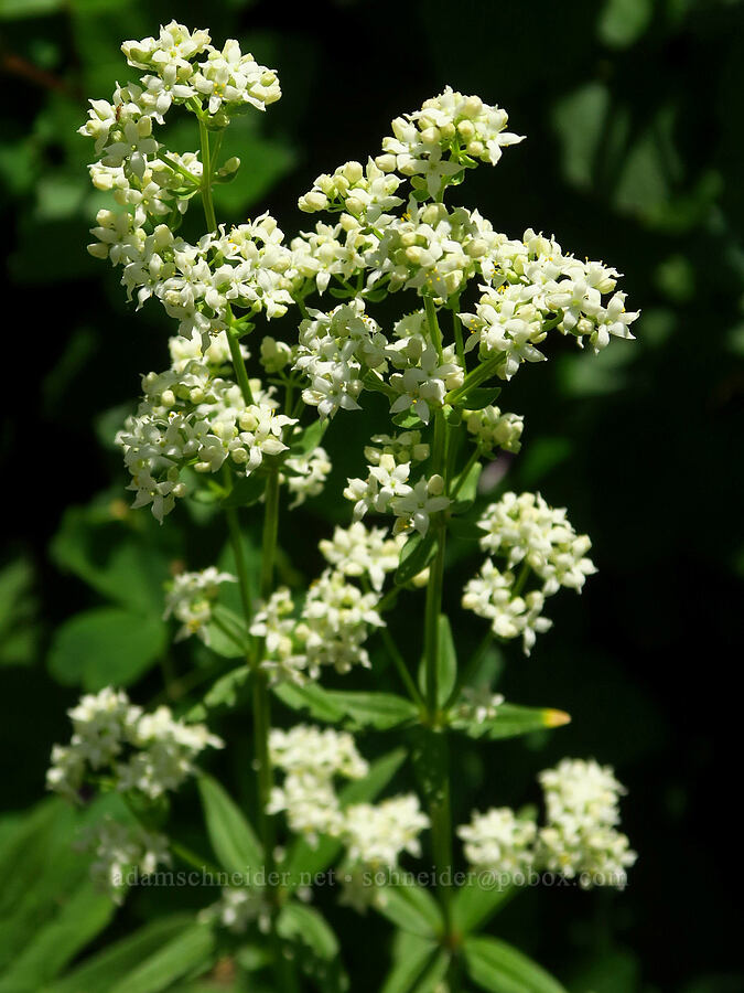 northern bedstraw (Galium boreale) [Corral Trail, Fields Spring State Park, Asotin County, Washington]