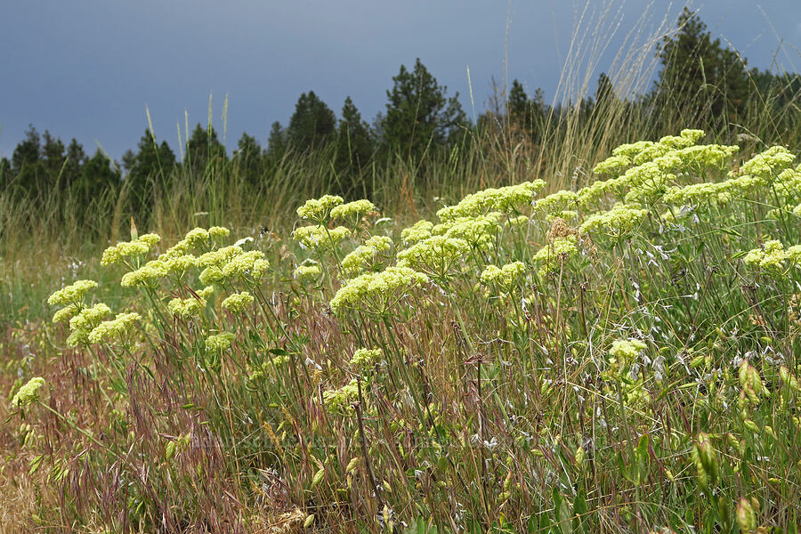 parsnip-flower buckwheat (Eriogonum heracleoides) [Corral Trail, Fields Spring State Park, Asotin County, Washington]