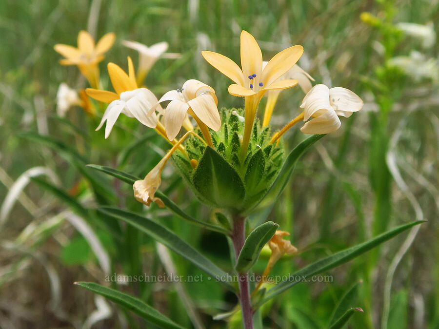 grand collomia (Collomia grandiflora) [Corral Trail, Fields Spring State Park, Asotin County, Washington]