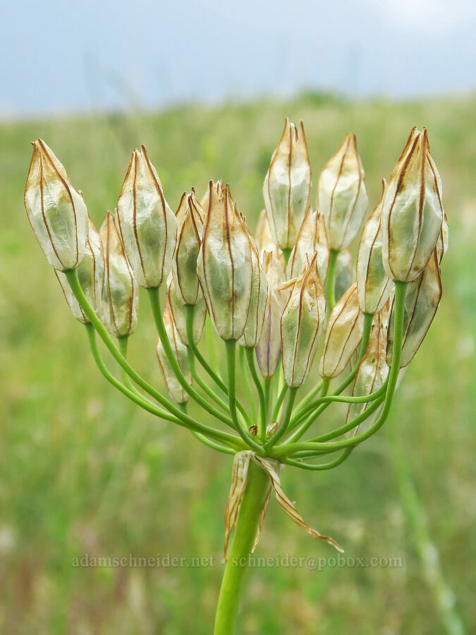 large-flowered cluster lily, going to seed (Triteleia grandiflora) [Puffer Butte, Fields Spring State Park, Asotin County, Washington]