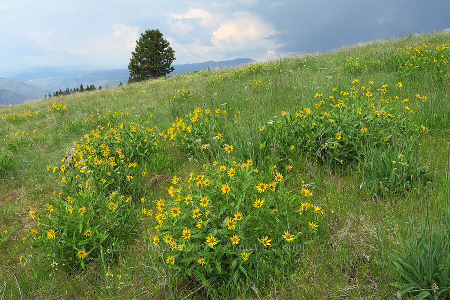 Douglas' sunflowers (Helianthella uniflora) [Puffer Butte, Fields Spring State Park, Asotin County, Washington]