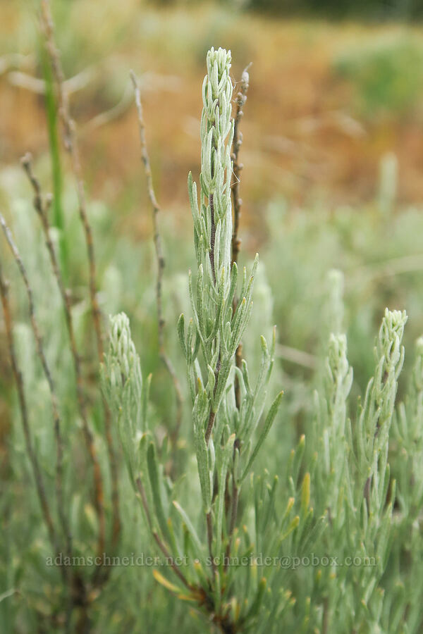 three-tip sagebrush (Artemisia tripartita) [Puffer Butte, Fields Spring State Park, Asotin County, Washington]