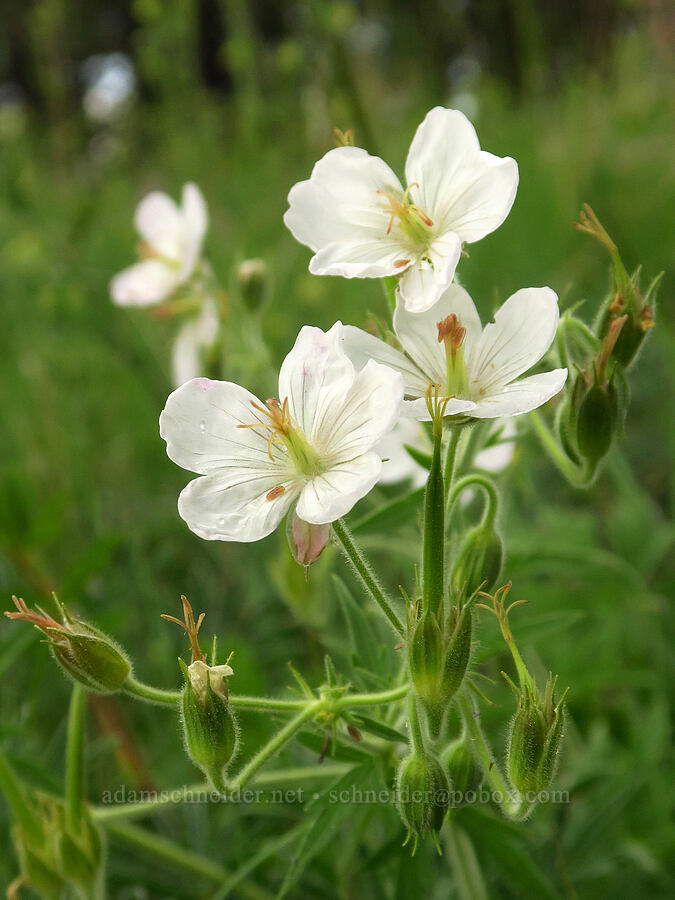 white sticky geranium (Geranium viscosissimum) [Puffer Butte, Fields Spring State Park, Asotin County, Washington]
