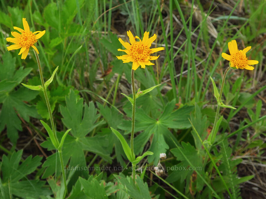 foothill arnica (Arnica fulgens) [Puffer Butte, Fields Spring State Park, Asotin County, Washington]