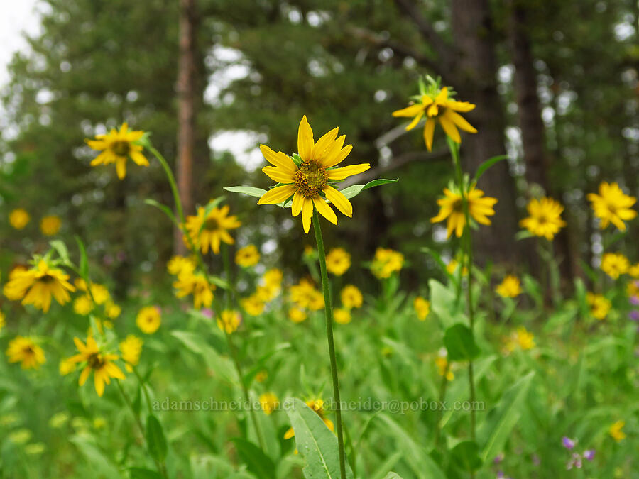 Douglas' sunflowers (Helianthella uniflora) [Puffer Butte, Fields Spring State Park, Asotin County, Washington]