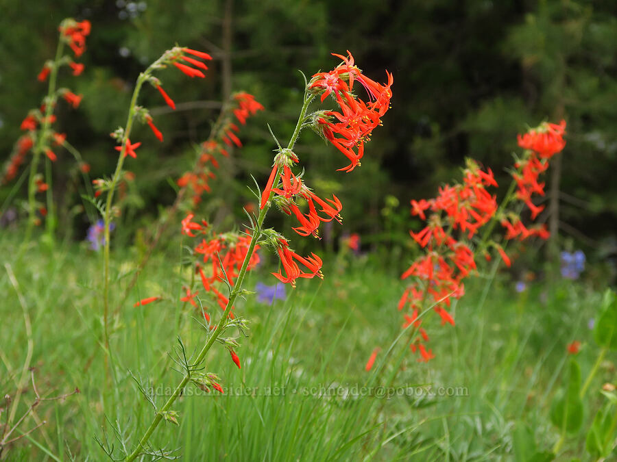 scarlet gilia (Ipomopsis aggregata) [Puffer Butte, Fields Spring State Park, Asotin County, Washington]