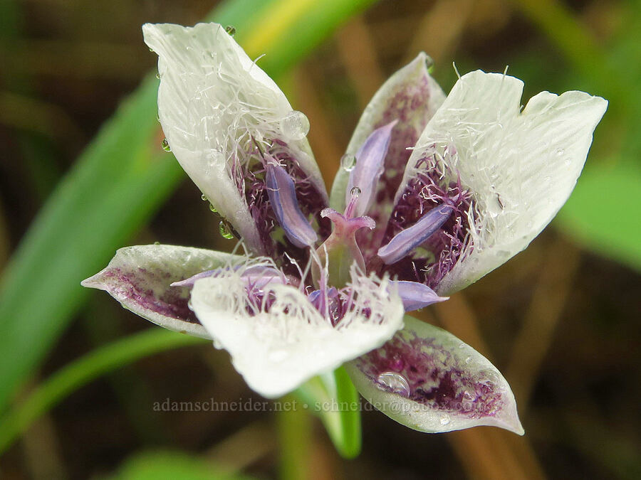 elegant mariposa lily (Calochortus elegans) [Puffer Butte, Fields Spring State Park, Asotin County, Washington]