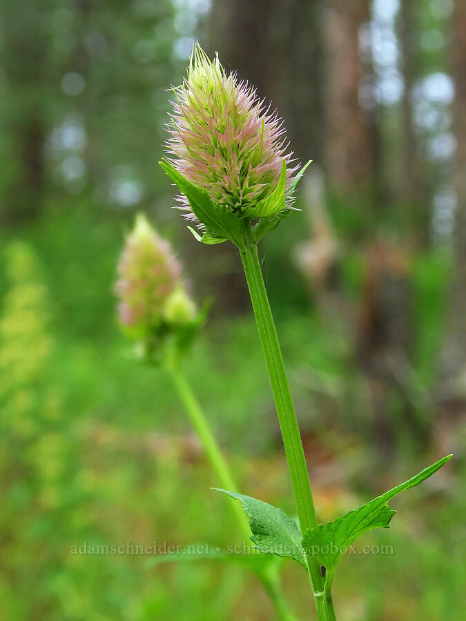 nettle-leaf horse-mint (Agastache urticifolia) [Puffer Butte Trail, Fields Spring State Park, Asotin County, Washington]